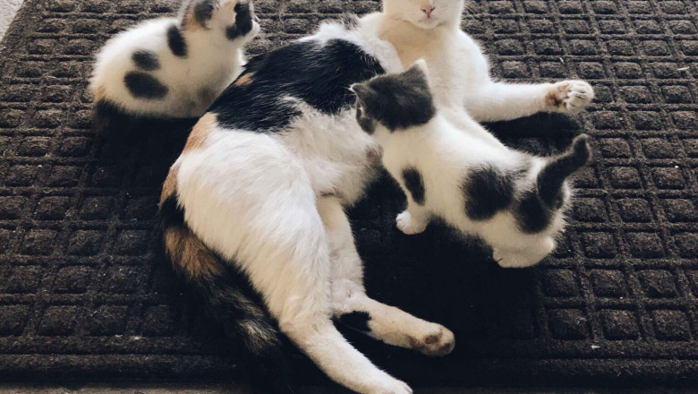 The Science Behind Chiropractic Care for Pets