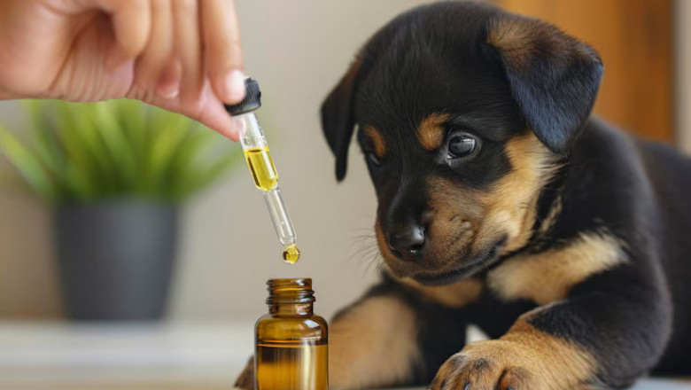 How a Muscle Joint Formula for Pets Can Improve Mobility and Reduce Discomfort