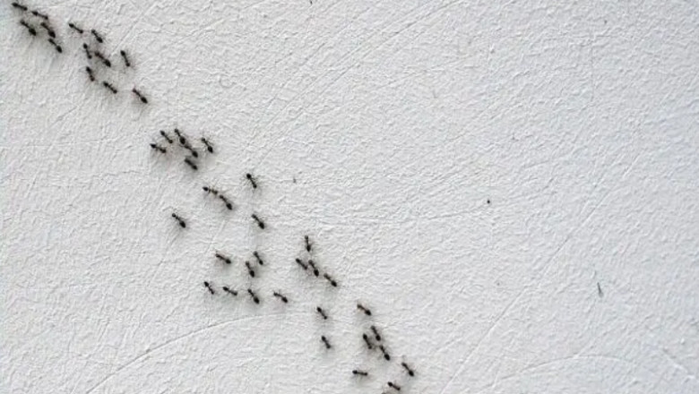 Top Pest Control Solutions in Perth: What You Need to Know