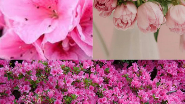 Why Lilly Pilly is a Favourite Among Online Plant Shoppers in Australia