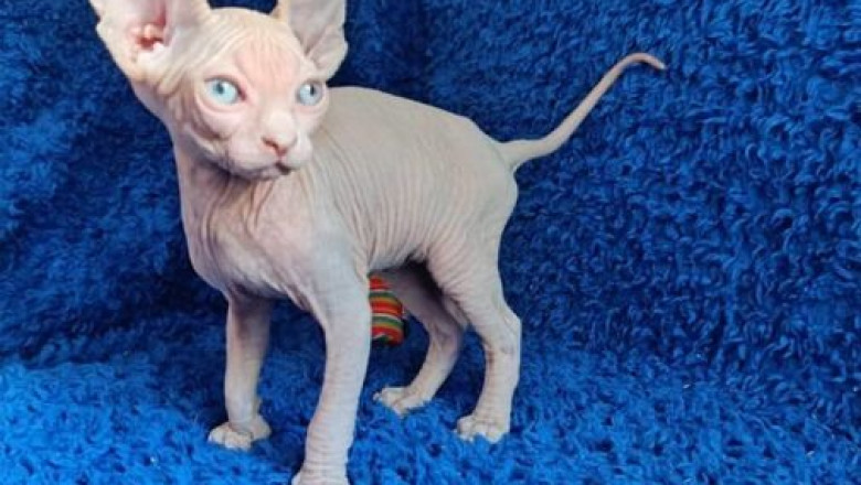 Sphynx &amp; Devon Rex Kittens – Unique &amp; Hypoallergenic