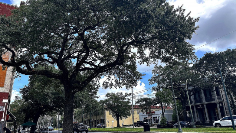 Expert Tree Removal & Care | Orleans Tree Service