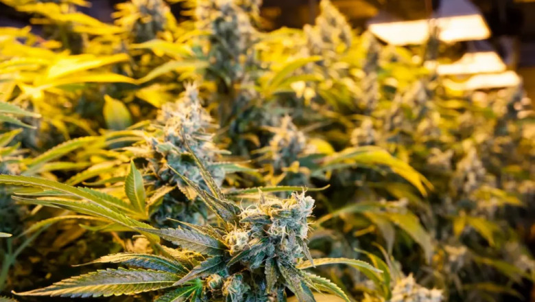 Washington DC's Recreational Cannabis Scene: What You Need to Know