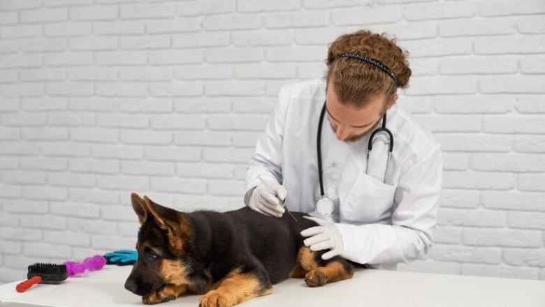 Heartworm Medication for Dogs