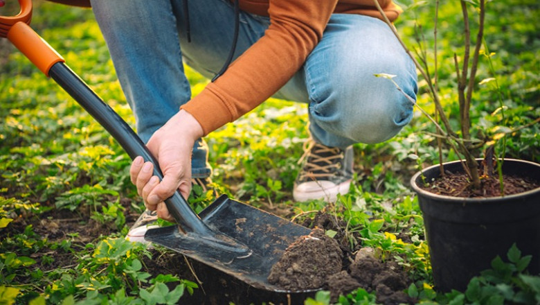 Is Your Yard Ready for a New Tree? A Simple Wheaton Prep Checklist
