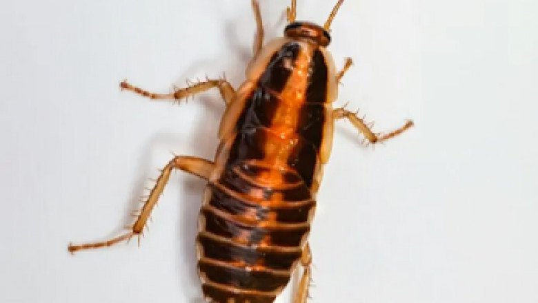 Creepy Crawlers Be Gone: Fast Cockroach Control Near You!