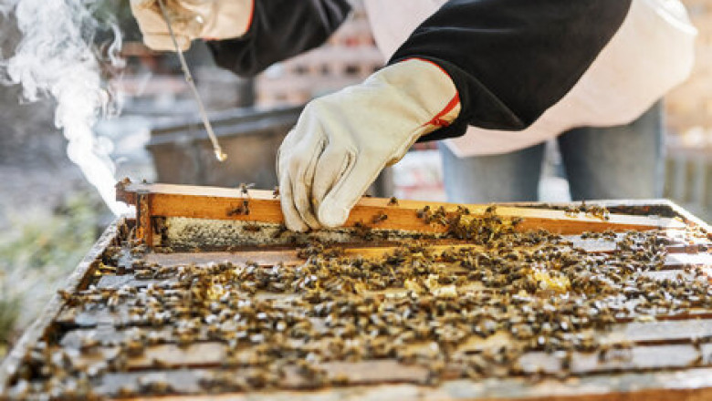 Don’t Risk a Sting – Get Professional Bee Removal in Las Vegas Today