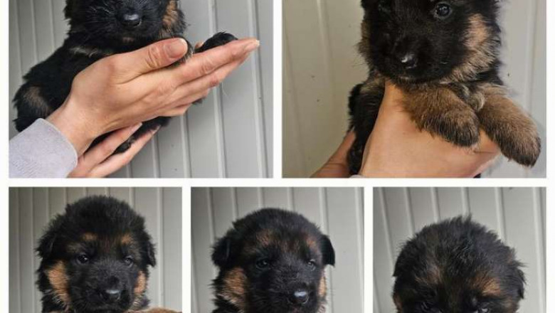 Find Loyal Companions: Healthy German Shepherd Puppies Available for Sale Now