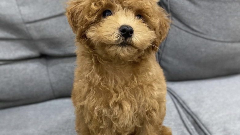 Healthy &amp; Friendly Labradoodle Puppies for Sale – Authentic Australian Labradoodles