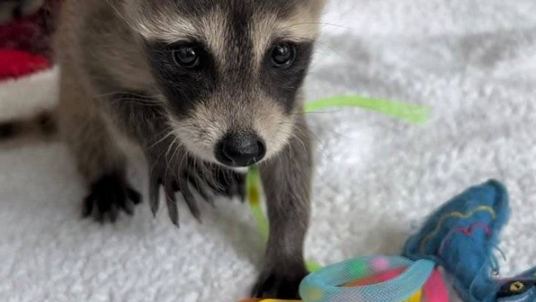 Buy Male and Female Raccoon Puppies