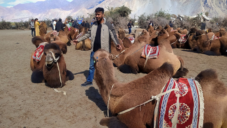 Bactrian Camel Safari in Ladakh + Manman Top Viewpoint: Ultimate 2025 Travel Guide
