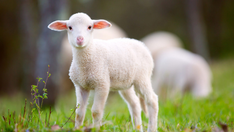 12 Powerful Animals Quotes About Compassion