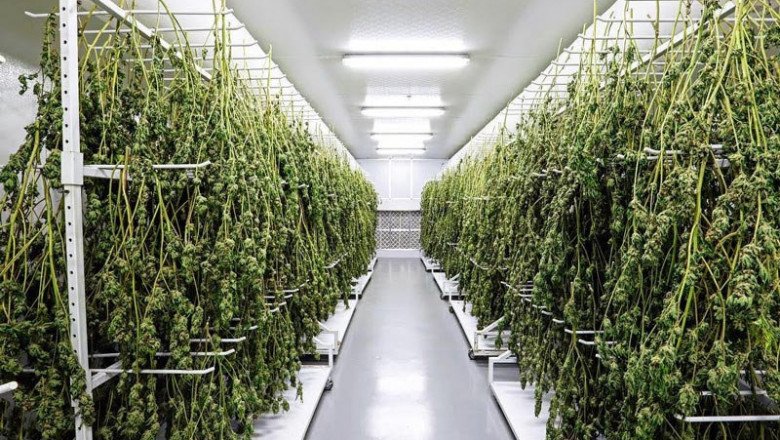 Cannabis Technology Market Size, Trends, and Growth Prospects 2025-2032