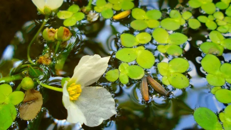 Duckweed Flower Symbolism and Meaning in Love, Death &amp; Bible