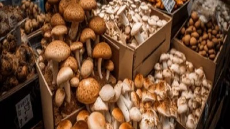 Mushroom Industry Growth Trends and Global Expansion Analysis 2025
