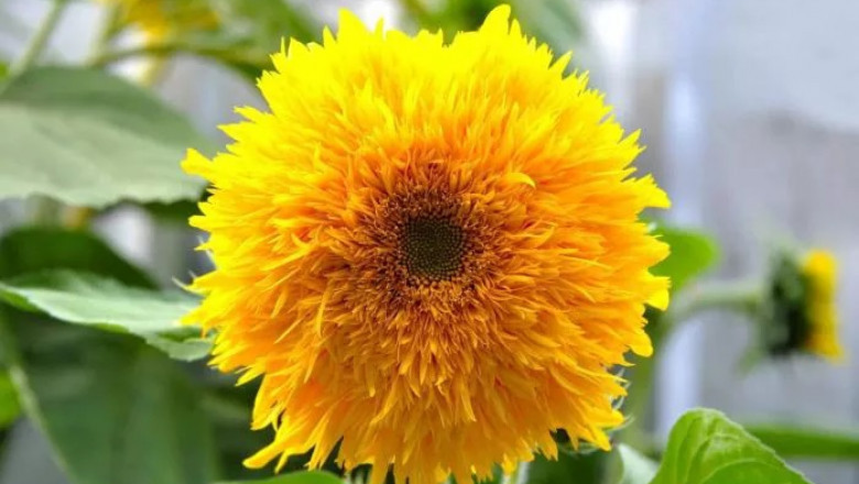 Teddy Bear sunflower Symbolism and Meaning in Love, Death &amp; Bible