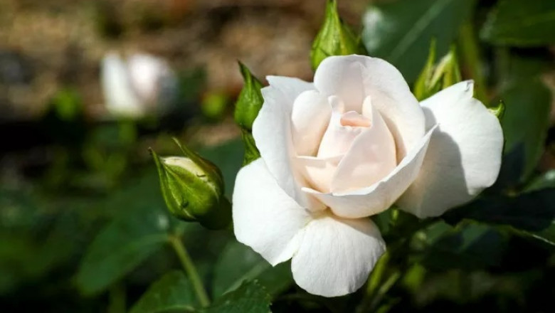 White Rose Symbolism and Meaning in Love, Death &amp; Bible