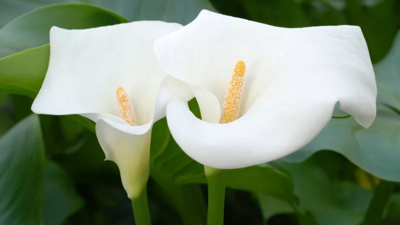 Calla Lily Flower Spiritual Meaning and Symbolism