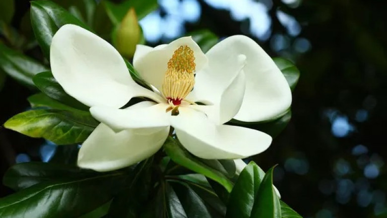 Magnolia Flower Symbolism and Meaning in Love, Death &amp; Bible