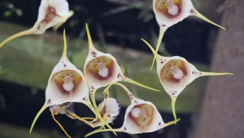 Monkey Orchid Symbolism and Meaning in Love, Death &amp; Bible