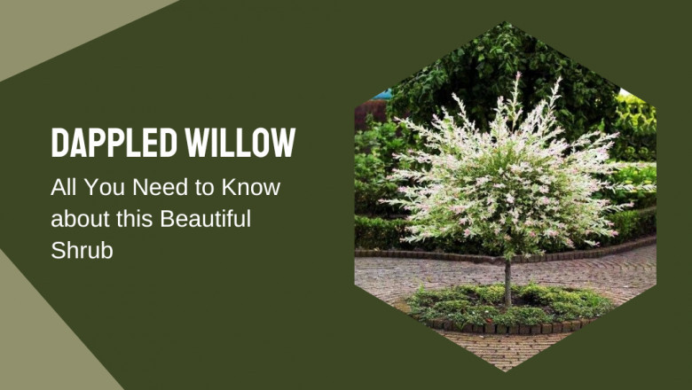 Dappled Willow: All You Need to Know about this Beautiful Shrub