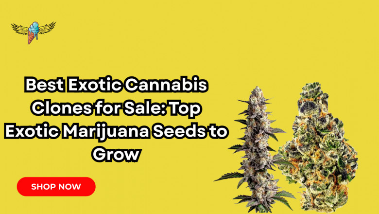 Best Exotic Cannabis Clones for Sale: Top Exotic Marijuana Seeds to Grow