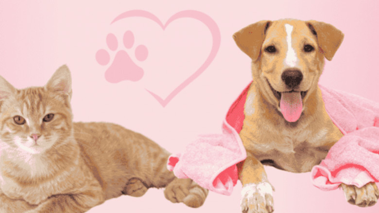 Winter Grooming Tips for Dogs and Cats: Keep Your Pets Happy and Healthy All Winter Long
