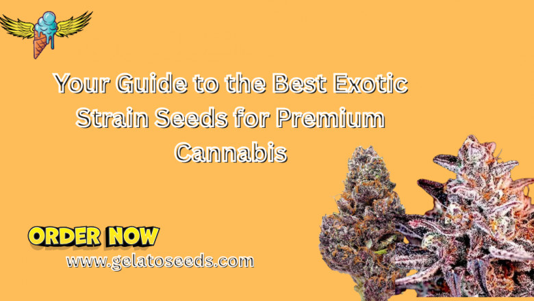 Your Guide to the Best Exotic Strain Seeds for Premium Cannabis