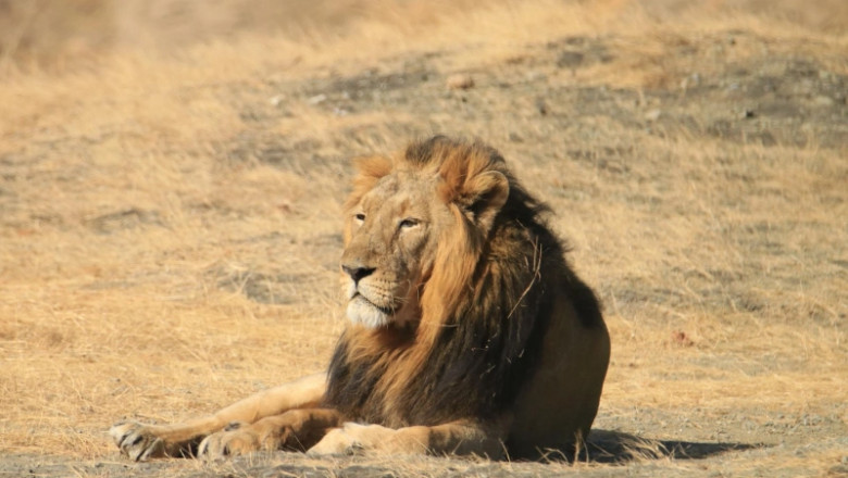 Why Sasan Gir Is a Perfect Weekend Getaway for Families