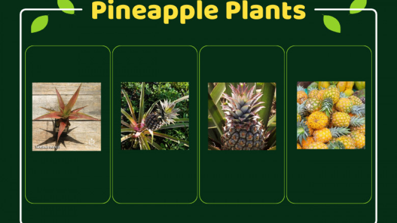 How to Grow Pineapple Plants in Australia: A Quick Guide