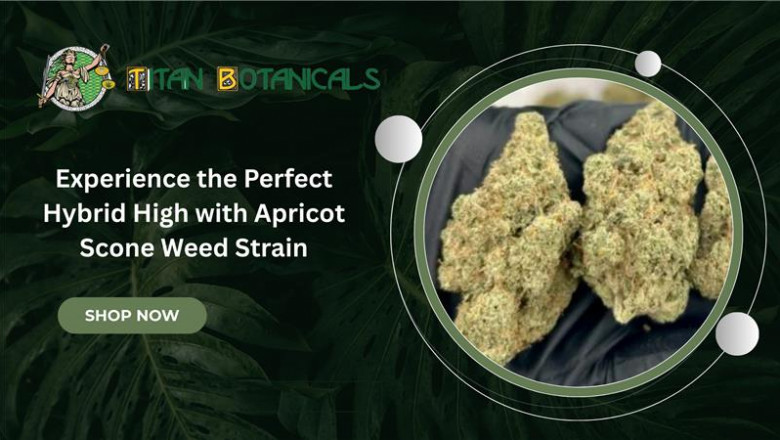 Why Apricot Scone Weed Strain Is the Perfect Day-to-Night Hybrid