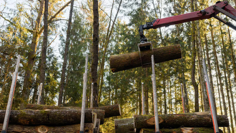 Avoiding Waste: Smart Strategies for Calculating Wood Needs
