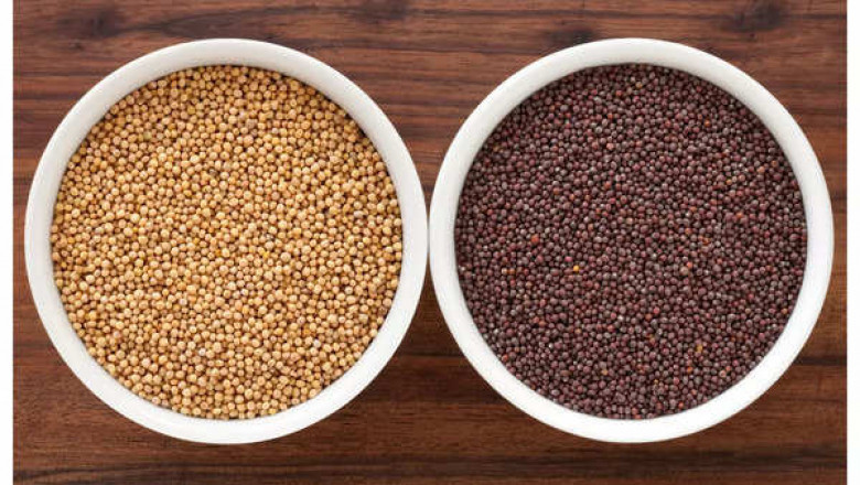 Detailed Project Report on Mustard Seed Processing Plant Setup By IMARC Group