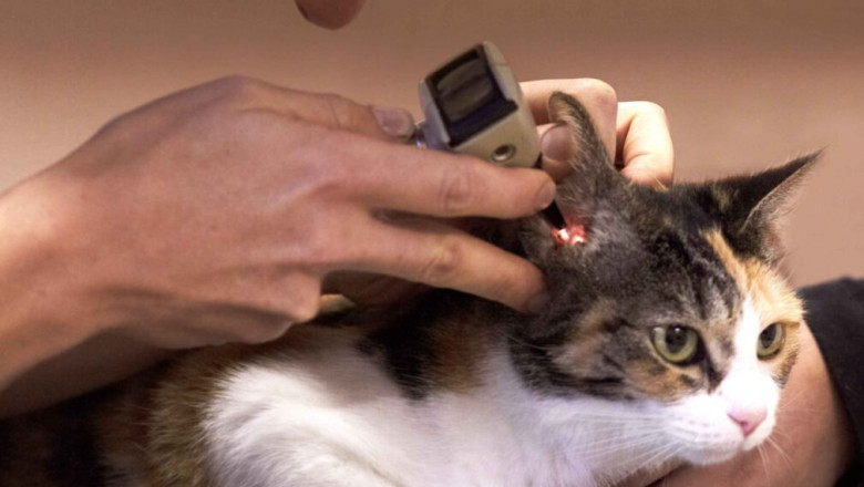 Vet Poison Control: How to Keep Your Pet Safe from Common Household Hazards