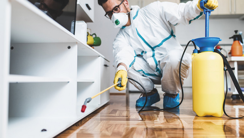 What to Expect from a Professional Pest Control Service Step by Step Process