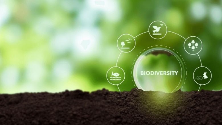Biodiversity and Immune Health: How Nature Shapes Human Resilience