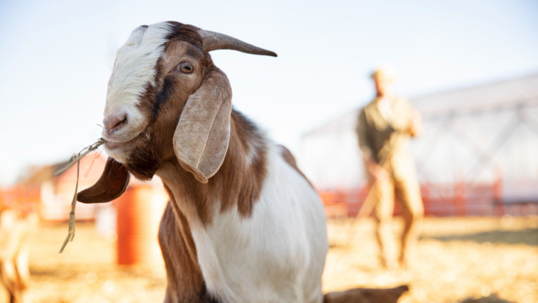 How Australian Relief Organisation can make your Global Qurban Donations easier?