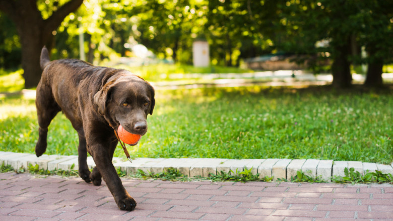 How Playtime with Dog Balls Boosts Your Dog’s Physical and Mental Health