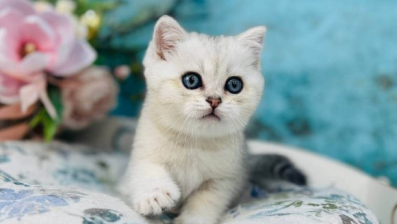 Adorable Scottish Fold &amp; Straight Cats for Sale