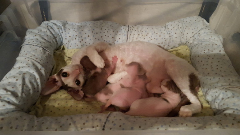 Buy Sphynx &amp; Devon Rex Kittens – Exotic &amp; Sweet