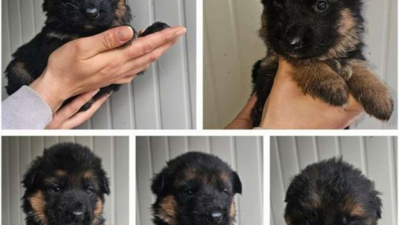 German Shepherd Puppies – Loyal &amp; Protective
