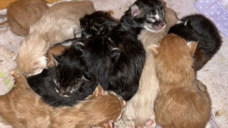 Maine Coons Kittens Available – Sweet &amp; Healthy