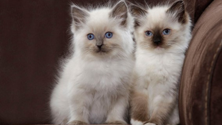 Ragdoll Kittens for Sale – Soft, Sweet &amp; Social
