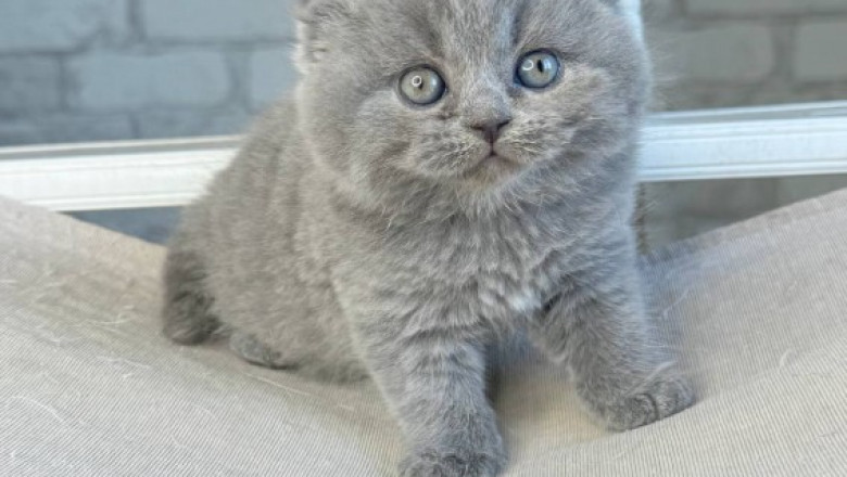 Scottish Fold &amp; Straight Kittens – Cute &amp; Calm