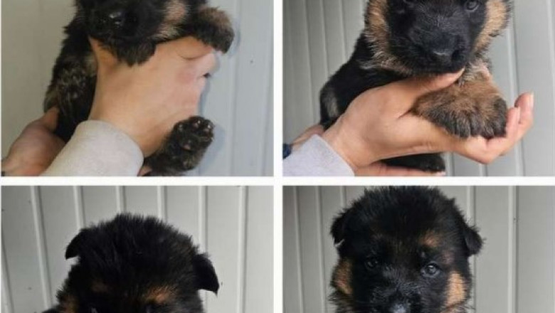 German Shepherd Dogs for Sale – Smart &amp; Obedient
