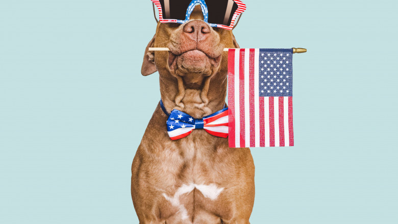 How to Pick the Best Dog Insurance for Your Pup