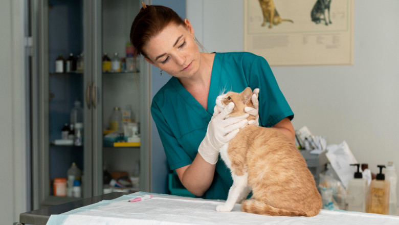 The Growing Trend of Pet Grooming in Qatar