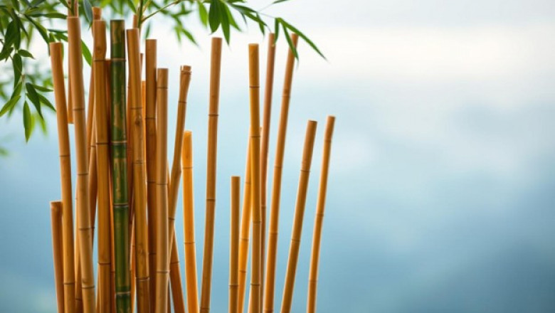 Bamboo Sticks for Sale