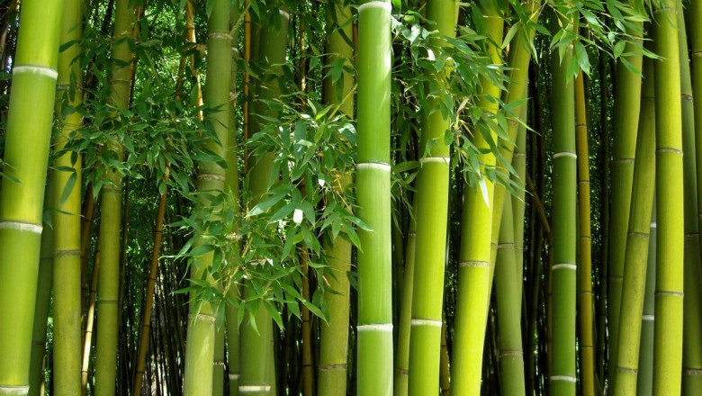 Bamboos Market SWOT Analysis and Future Forecast 2025–2032