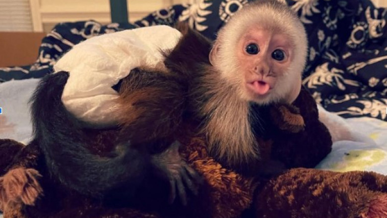 Everything You Should Know About Socialized Capuchin Monkeys